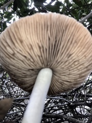 Coprinopsis uliginicola