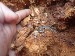 Cormocephalus rubriceps