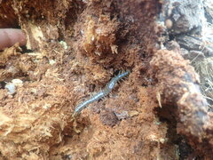 Cormocephalus rubriceps