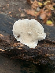 Fungi