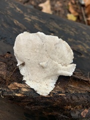 Fungi