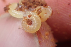 Cormocephalus rubriceps