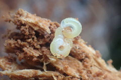 Cormocephalus rubriceps