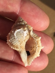 Bufonaria rana