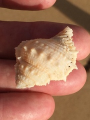 Bufonaria rana