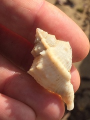 Bufonaria rana