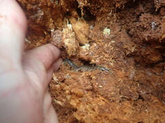 Cormocephalus rubriceps