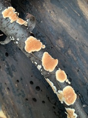 Fungi