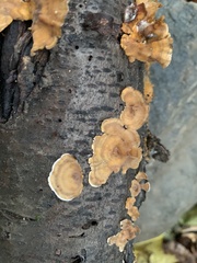 Fungi