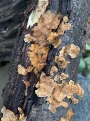 Fungi