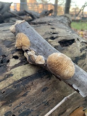 Trametes betulina