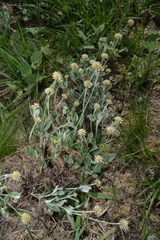 Pfaffia gnaphalioides