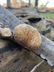 Trametes betulina