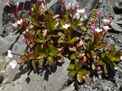 Epilobium crassum