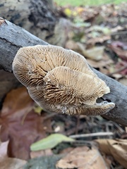 Trametes betulina