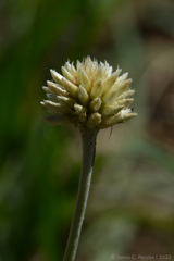 Pfaffia gnaphalioides