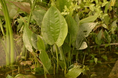 Echinodorus