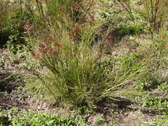 Russelia equisetiformis