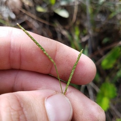 Paspalum caespitosum