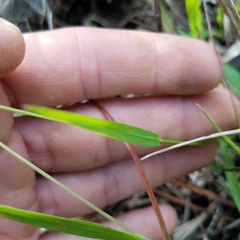 Paspalum caespitosum