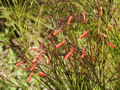 Russelia equisetiformis