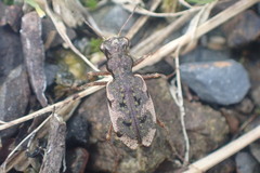 Neocicindela parryi
