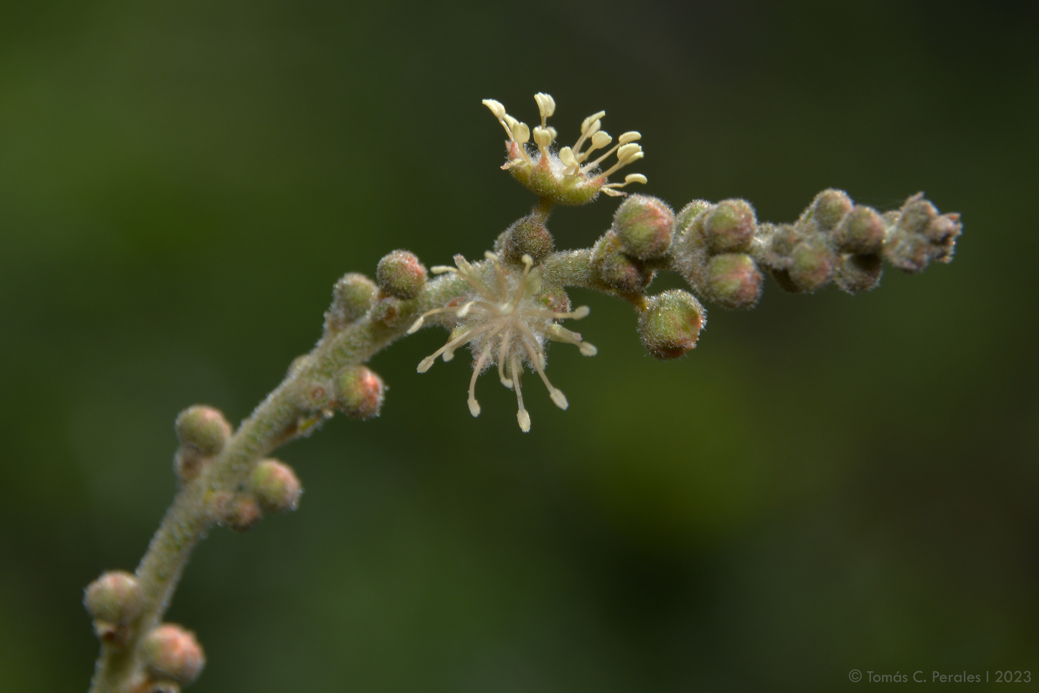 Croton fulvus