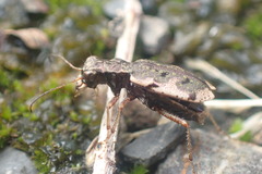 Neocicindela parryi