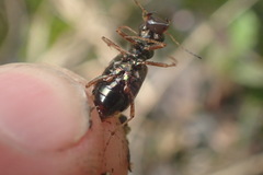 Neocicindela parryi