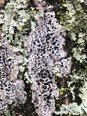 Arthonia radiata