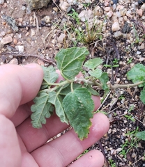 Rhynchosida physocalyx