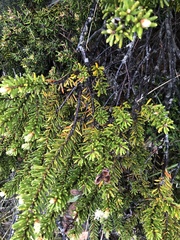Orites revolutus