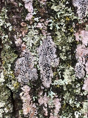 Arthonia radiata