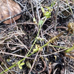 Crotalaria pumila
