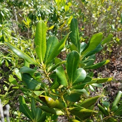 Myrsine cubana