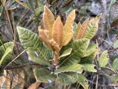 Clethra