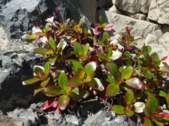 Epilobium crassum