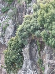 Olea europaea cerasiformis