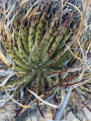 Hechtia texensis