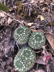 Mammillaria karwinskiana karwinskiana