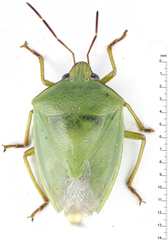 Glaucias