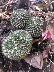 Mammillaria karwinskiana karwinskiana