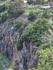 Olea europaea cerasiformis
