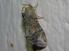 Acrasiella