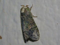 Acrasiella
