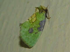 Ectolopha viridescens