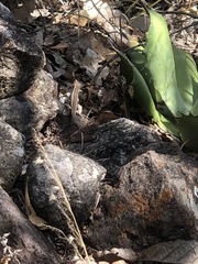 Sceloporus siniferus