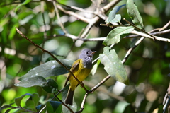 Culicicapa ceylonensis