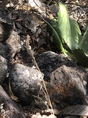 Sceloporus siniferus