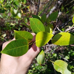 Ficus citrifolia
